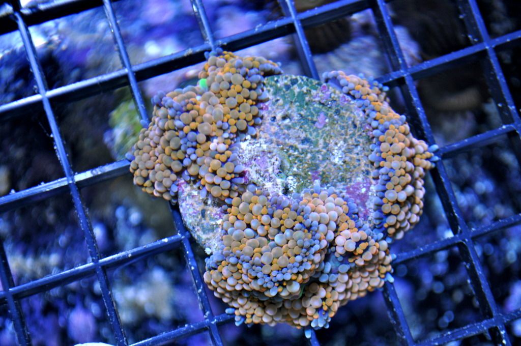 DSC 0025 1 - Z&P's along with some other frags for sale