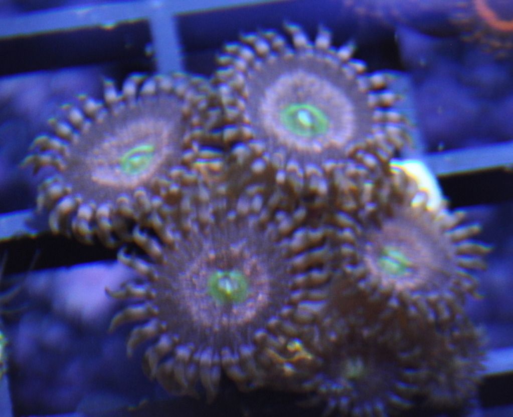 DSC 0039 - Z&P's along with some other frags for sale