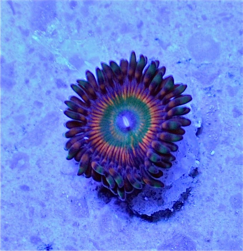 ScottsShazaam - Ray's Reef Shazaam