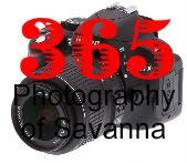 365 Photography of Savanna