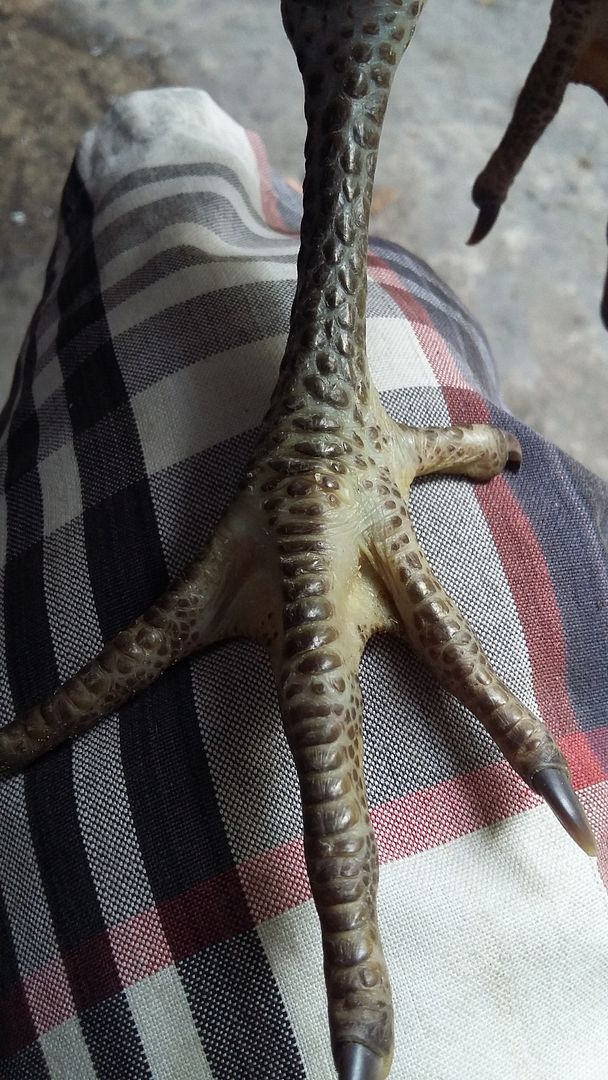 Thanh lý nhanh 3 em peru que 2,5 tháng tuổi, rặc 100%, bổn Nghĩa Kê - 3