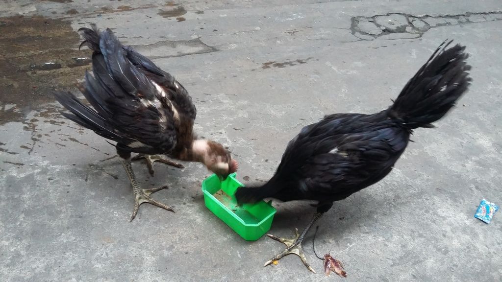 Thanh lý nhanh 3 em peru que 2,5 tháng tuổi, rặc 100%, bổn Nghĩa Kê - 1