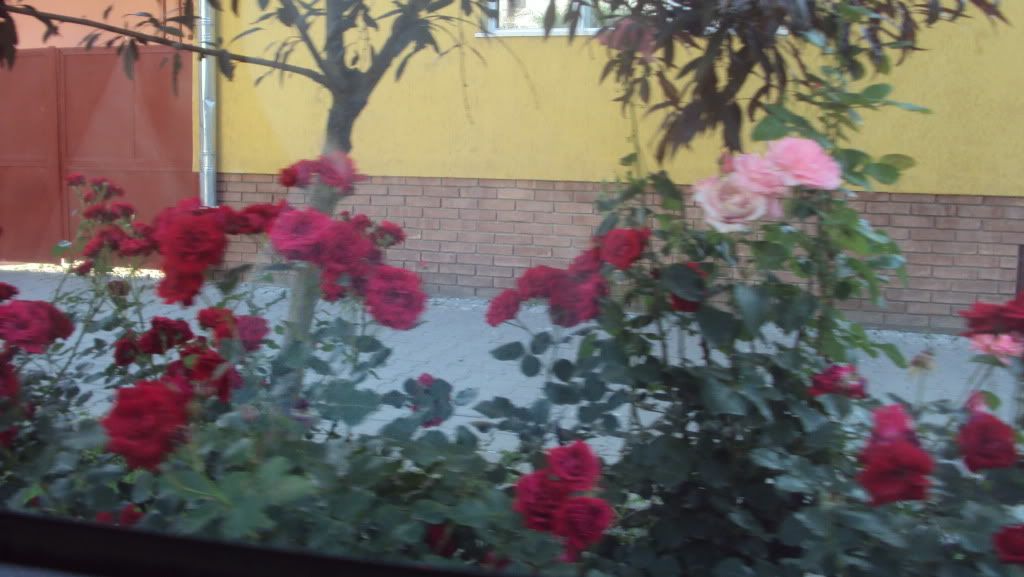 trandafiri din Sighisoara