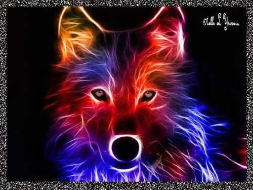 wolf.... Pictures, Images and Photos