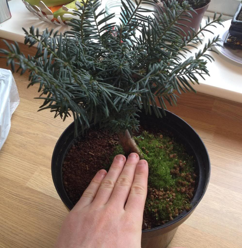 Wee Trees Bonsai Help Forum Advice for all • View topic My New Tree from Swindon Show