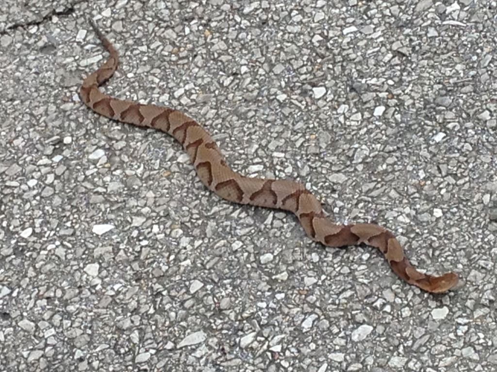 Second one this year, wish it was a hognose - The Great Outdoors