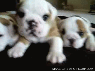 cute-bulldog-puppies_o_GIFSoupcom.gif