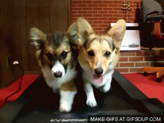 puppies2.gif