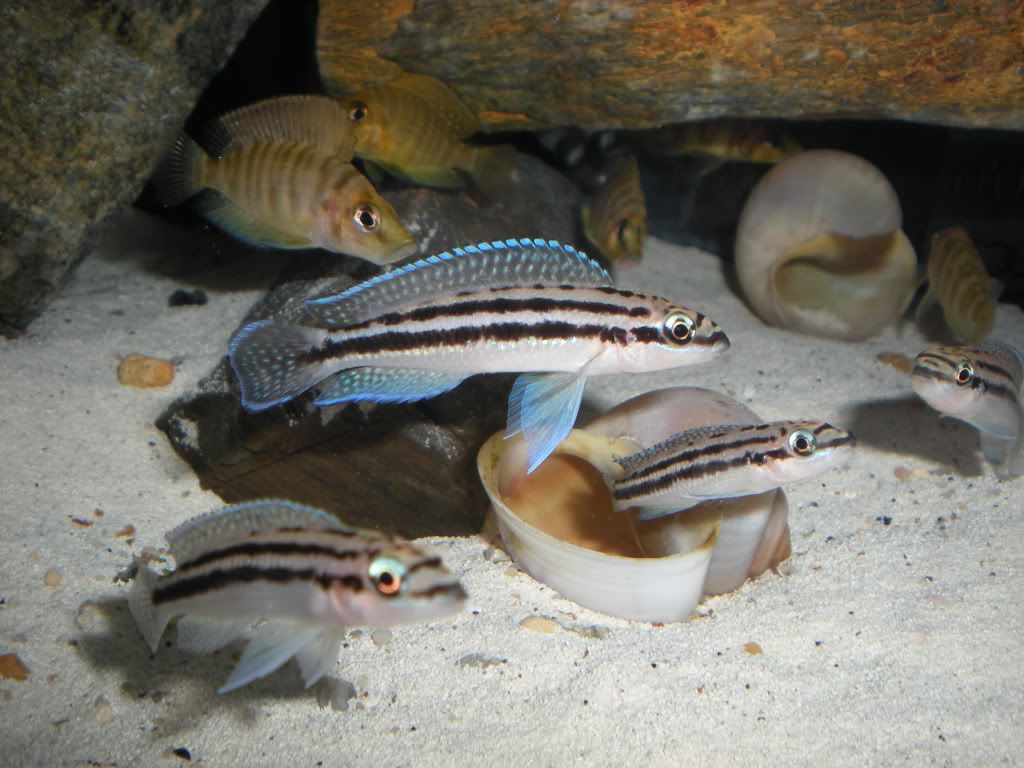 julidochromis dickfeldi