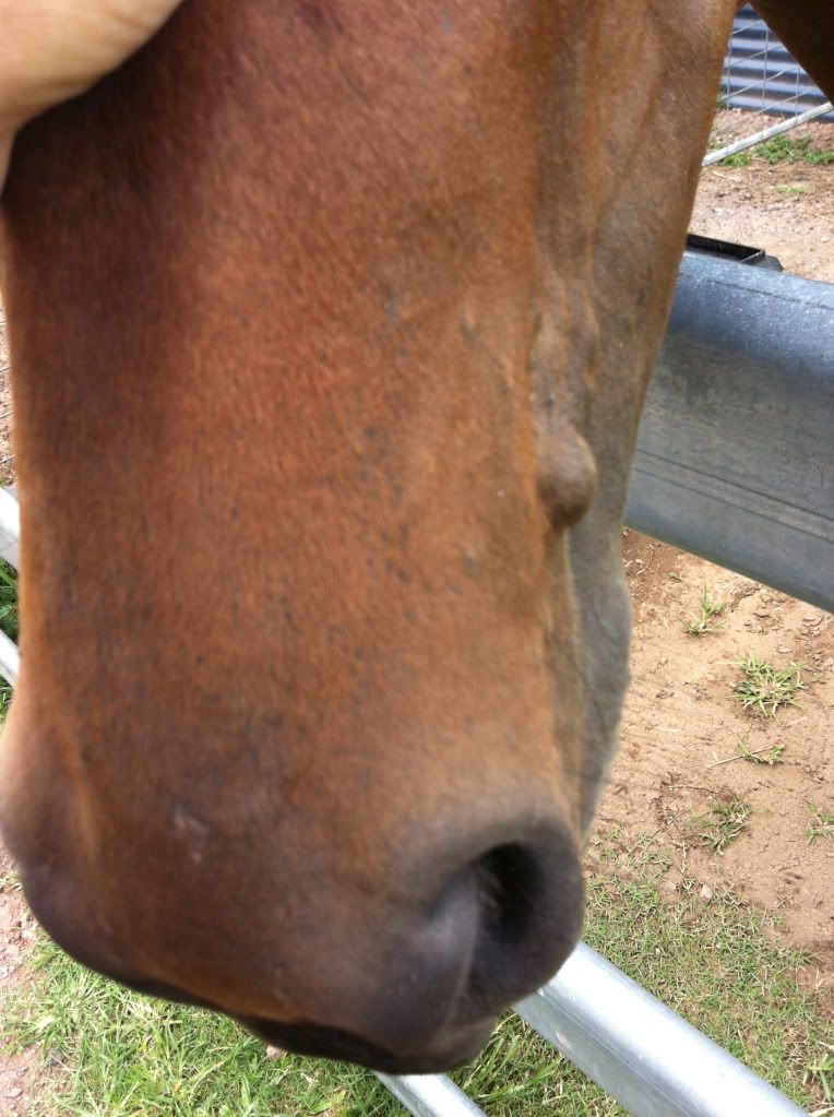 lump-on-my-horse-s-face-stockyard-horse-classifieds-and-discussion-forums