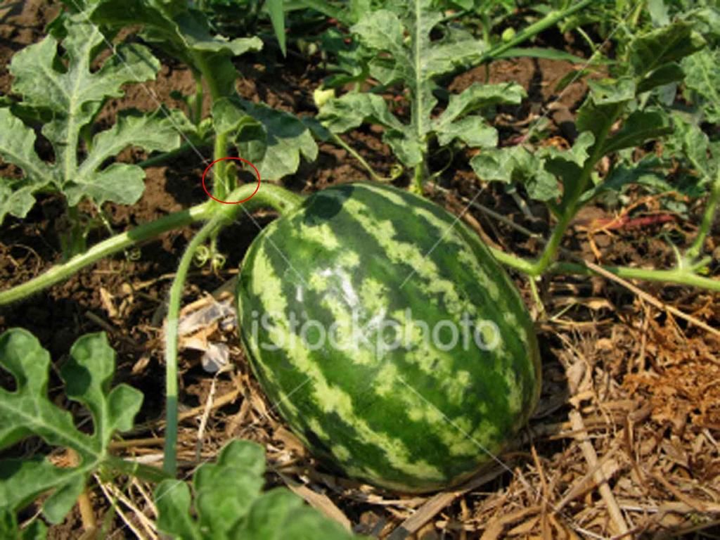 watermelon_on_vine.jpg