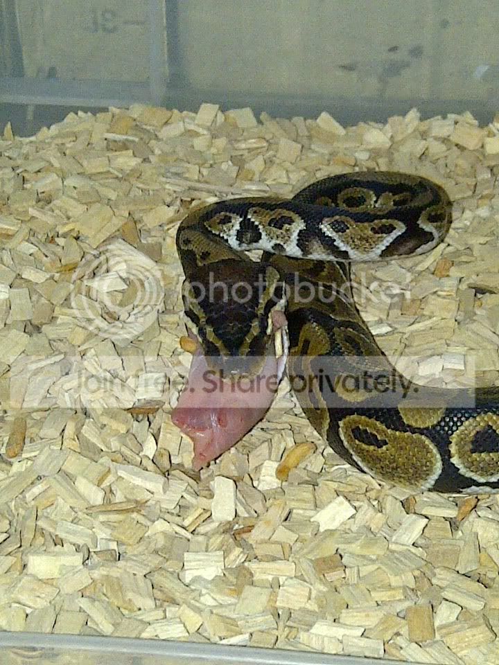 ** snake weight ** | Reptile Forums